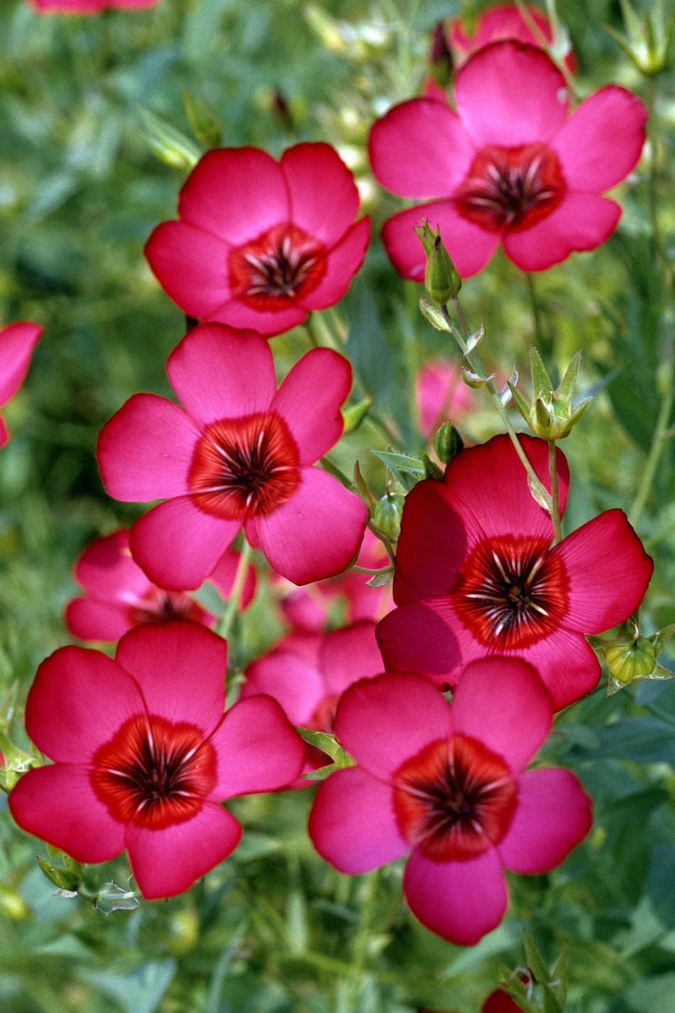 Linum grandiflorum Scarlet Flax