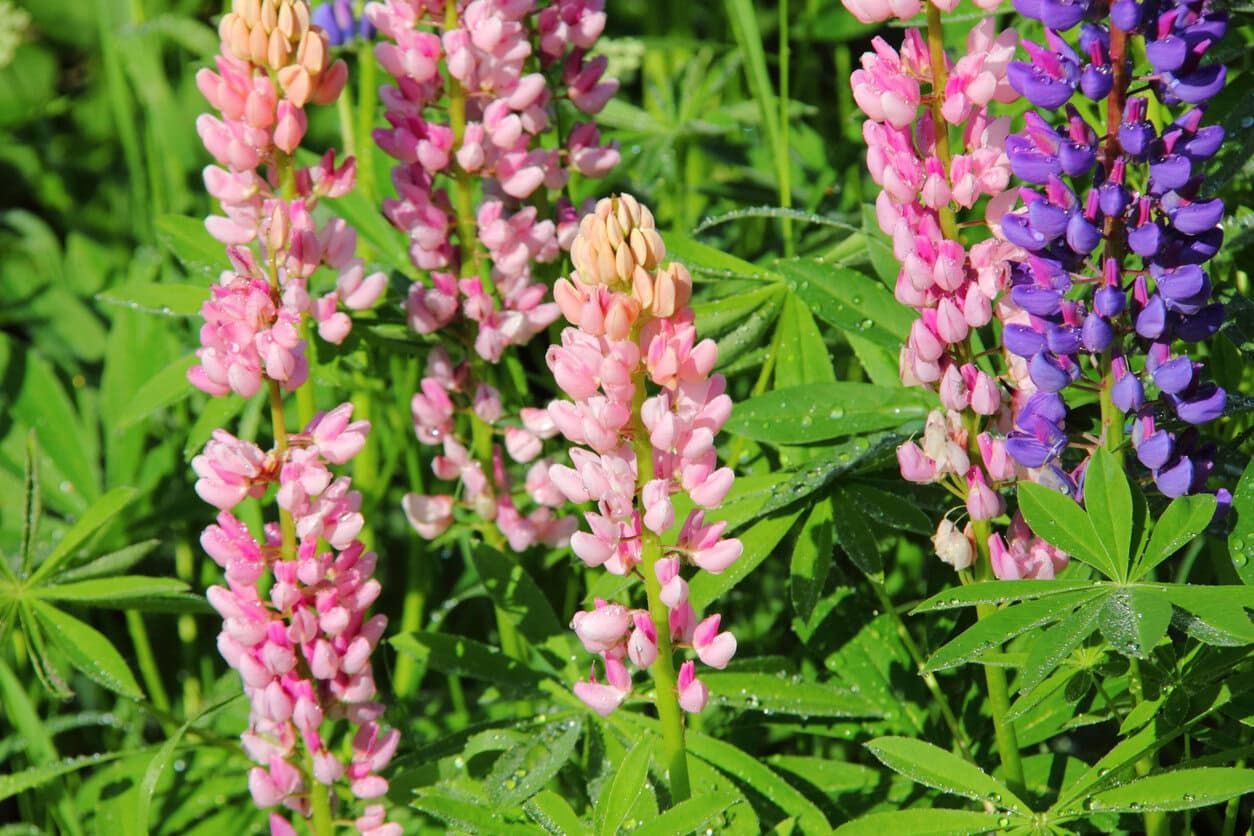 Lupine (Lupinus Spp.)