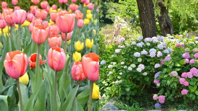 Ontdek de 20 mooiste bloemen ter wereld en leer hoe je ze in je tuin kunt kweken