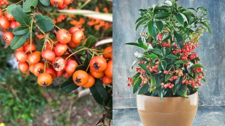 Plant deze struiken om je tuin te vullen met levendige winterbessen!