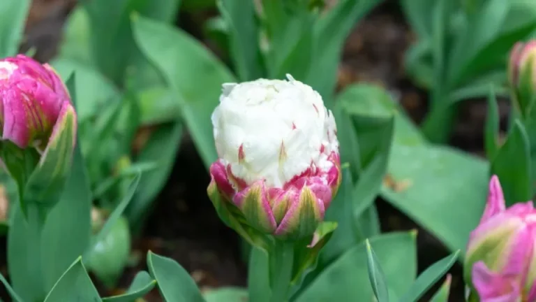 Plant ice cream tulpen in de herfst voor een betoverende lentetuin