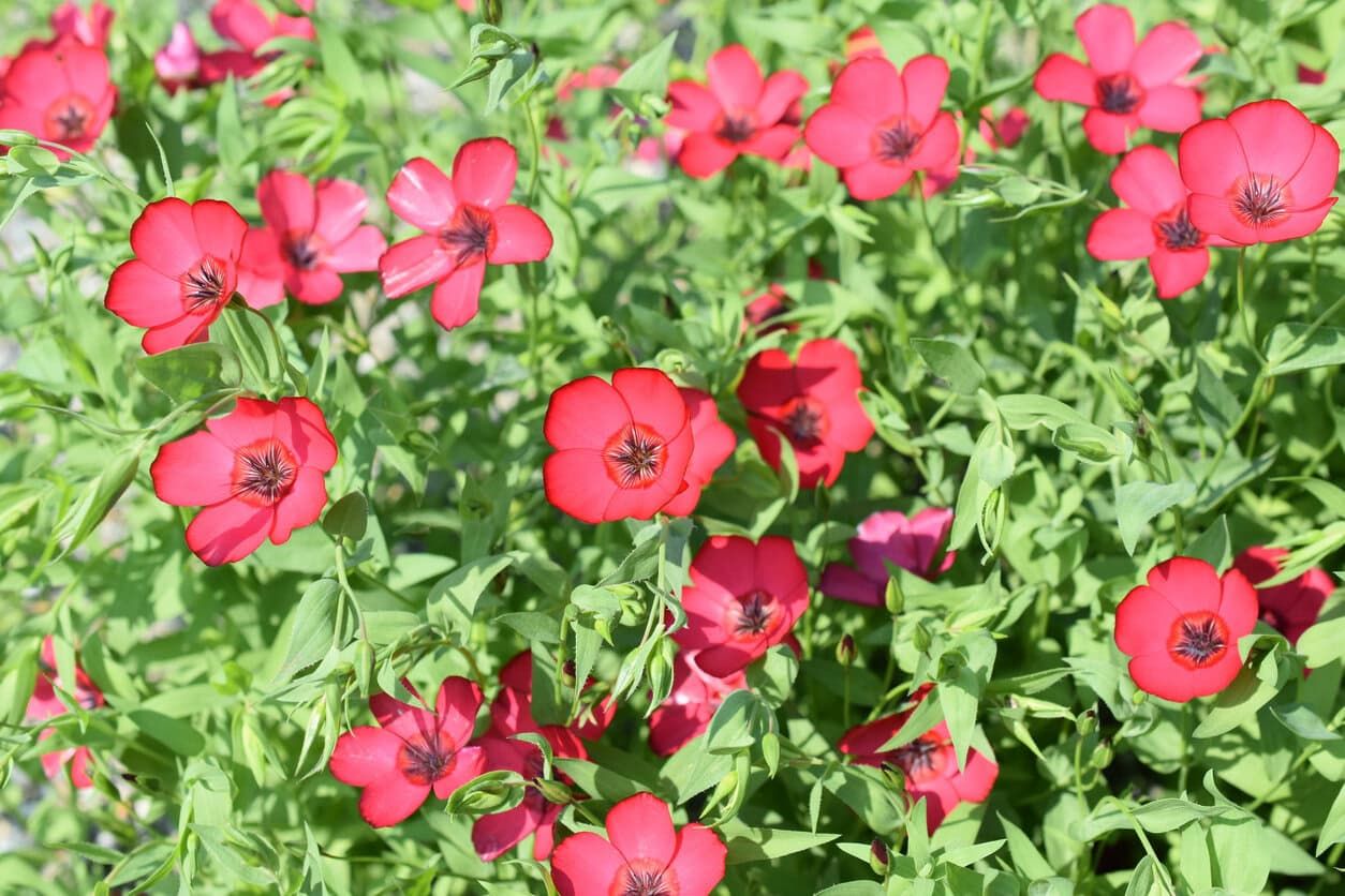 Scarlet Flax