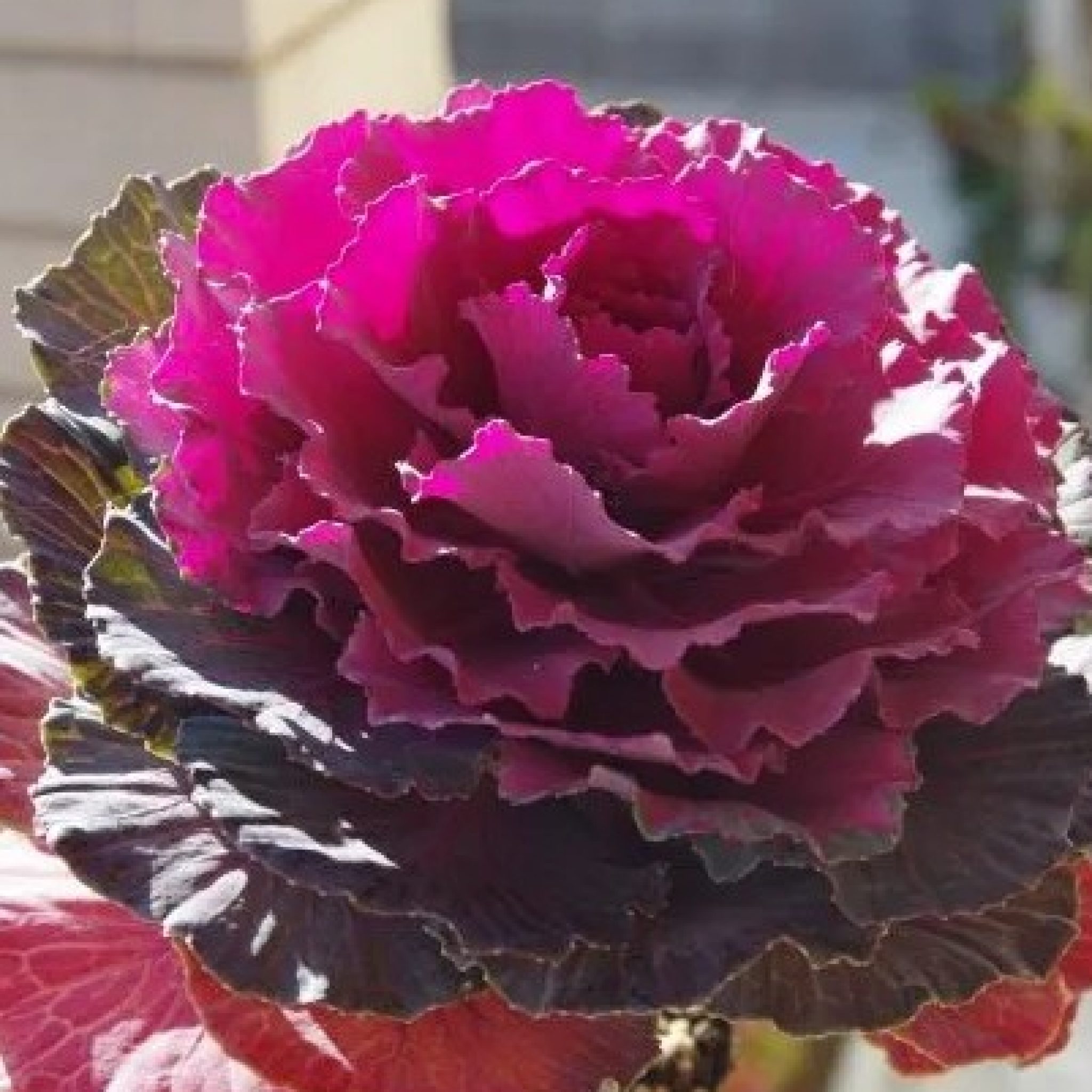 Hoe sierkool te kweken voor een kleurboost in je wintertuin