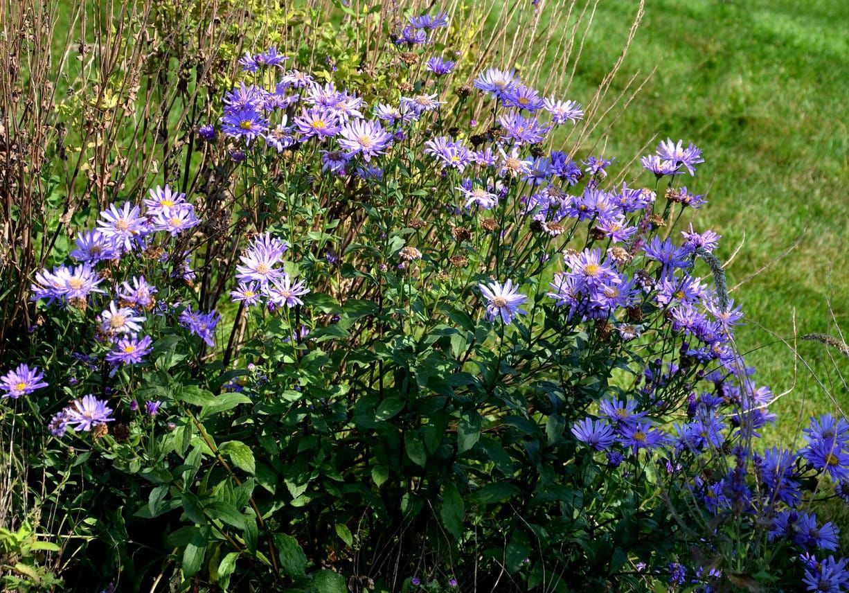 Smooth Blue Aster