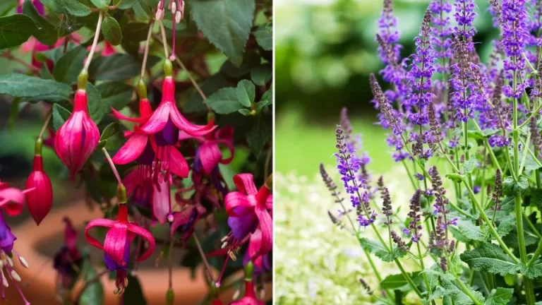 Top 10 planten voor herfstbestuivers