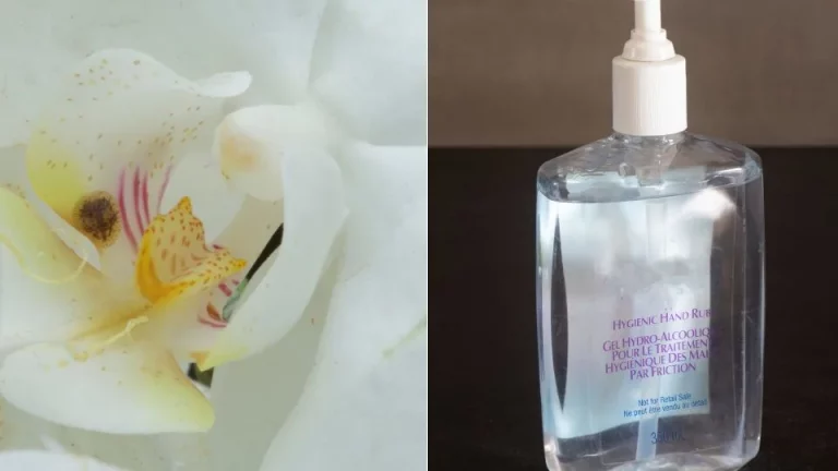 Verwijder ongedierte op orchideeën snel met dit eenvoudige ingrediënt