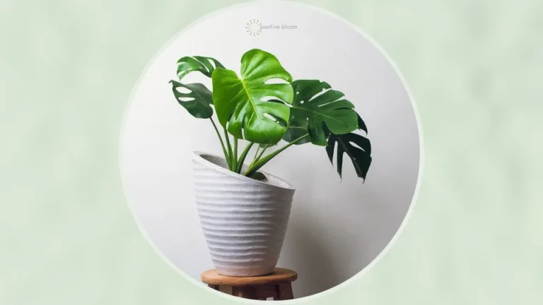 Verzorging van de Monstera: tips voor een gelukkige en gezonde plant
