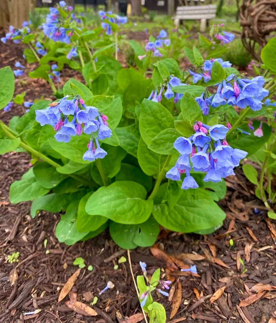 Virginia Bluebells