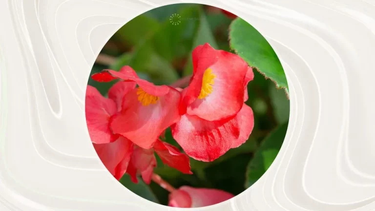 Volg deze tips om je begonia’s het hele seizoen te laten bloeien