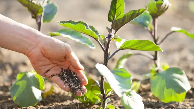 Waarom het belangrijk is om een groentetuin in de herfst te bemesten