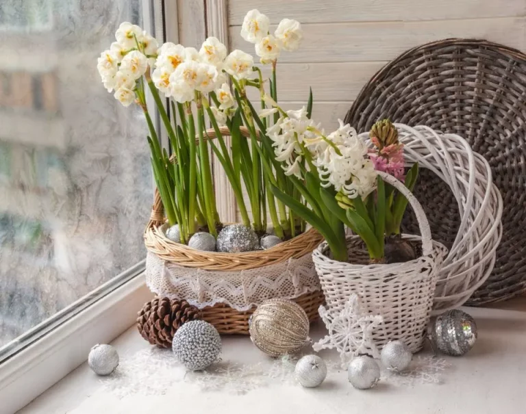 Wanneer paperwhites narcissen planten voor bloei met kerstmis