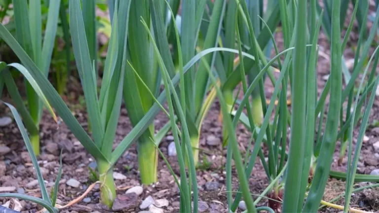 Wat is het beste moment om prei te oogsten?