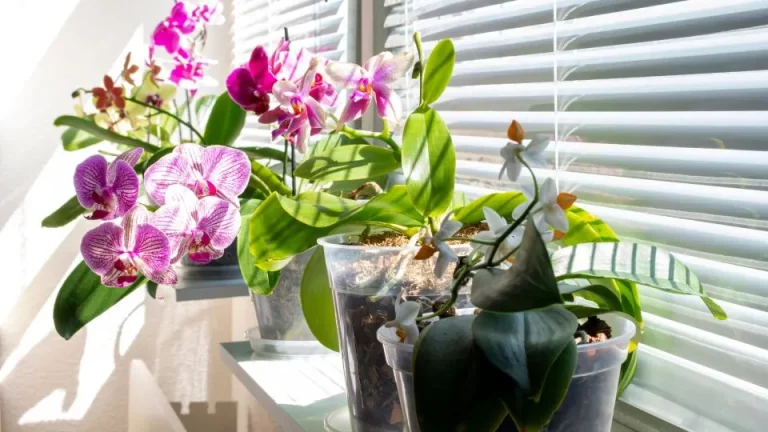 Zoveel licht hebben je orchideeën nodig voor een betere groei en meer bloei