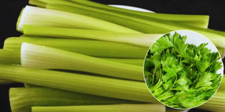 Als Je Elke Dag Een Week Lang Bleekselderij Eet, Kan Je Lichaam Deze 14 Gezondheidsvoordelen Ervaren