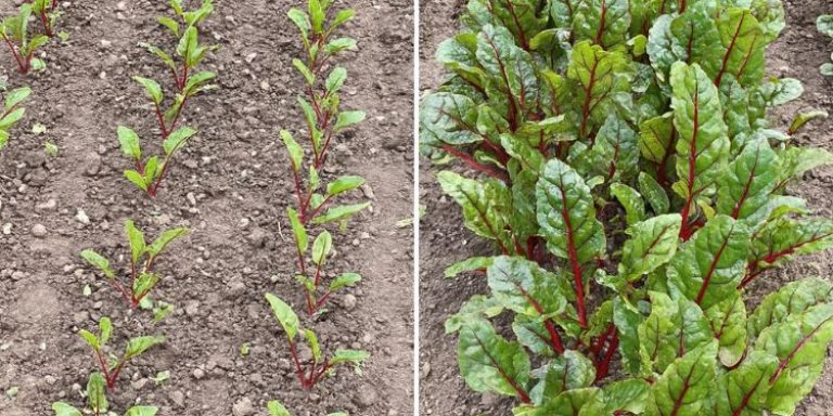 Voor altijd groeien: 15 groenten die na het afsnijden weer aangroeien voor eindeloze oogsten