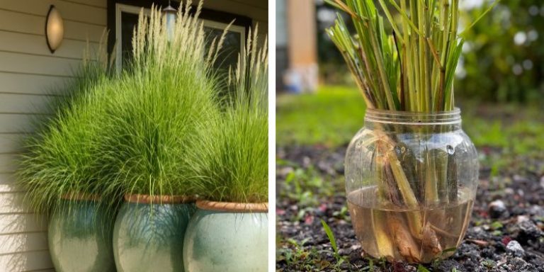 Waarom Je Citroengras Rond Je Terras Zou Moeten Planten – De Voordelen Zullen Je Verrassen