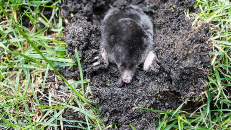 13 verrassende dingen die mollen naar je tuin lokken