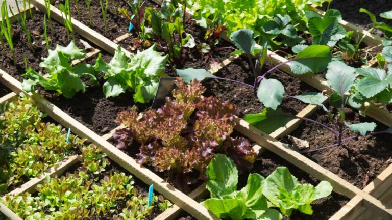 15 groenten die je in februari zou moeten planten