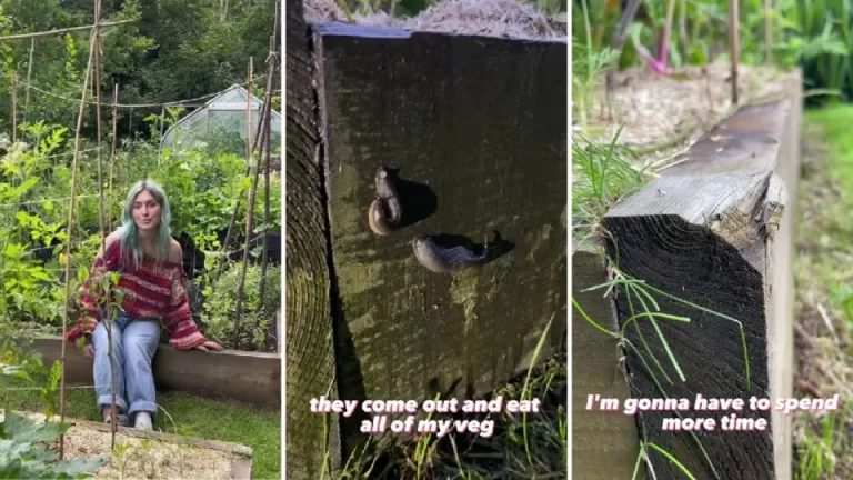 3 redenen waarom je geen verhoogde houten plantenbakken moet gebruiken + de oplossing