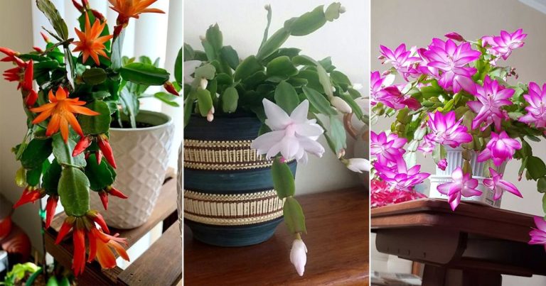 6 Mooiste Kleuren Van De Kerstcactus Om Je Feestdagen Op Te Vrolijken