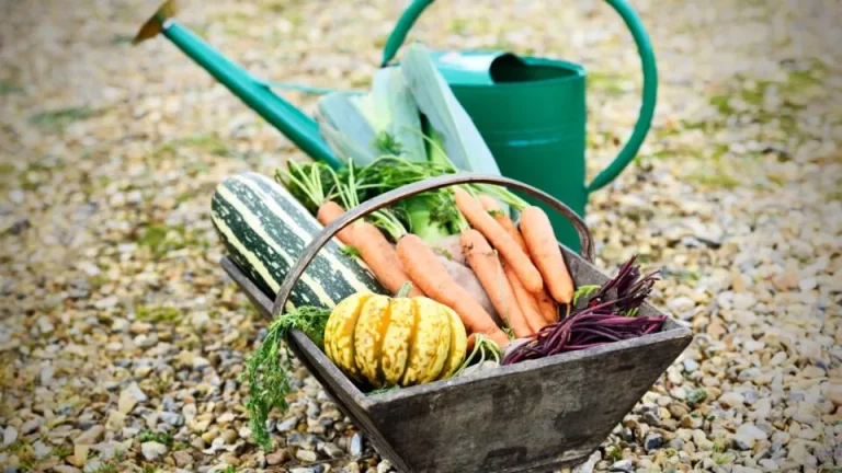 6 groenten die je kunt planten en vergeten, en toch zullen groeien en gedijen