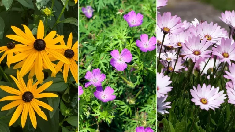 7 bloemen om in februari te planten voor langdurige bloei