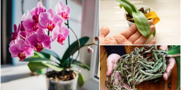 7 dingen die je in november met je orchideeën moet doen voor een vroege voorjaarsbloei
