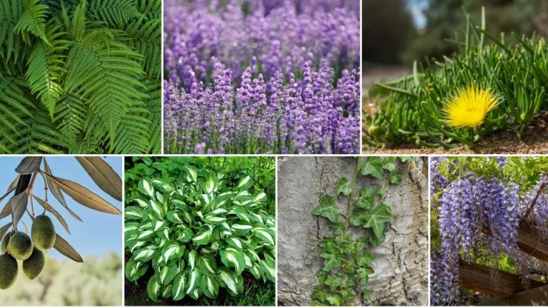 7 meest verwelkomende voordeurplanten die ‘home sweet home’ fluisteren