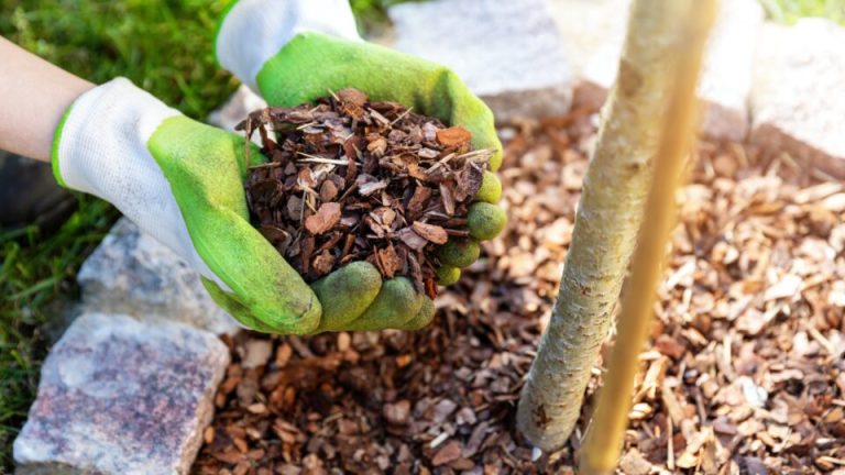 7 mulchfouten die je moet vermijden als je gezondere planten wilt