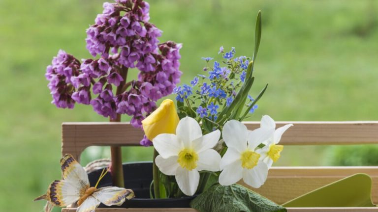 7 planten die in maart prachtige bloemen produceren