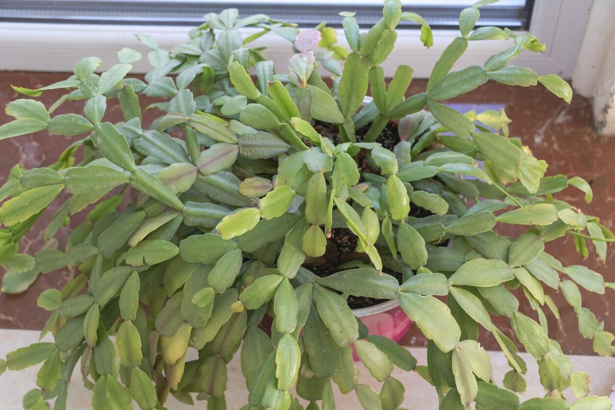 A Christmas cactus, top view. The plant is in a pot on the table near a window.