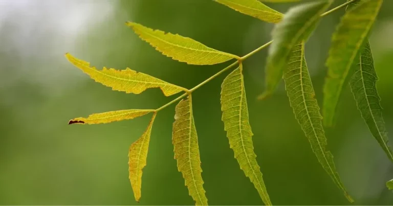 Als de bladeren van je planten geel worden, zijn deze 5 dingen de schuldige