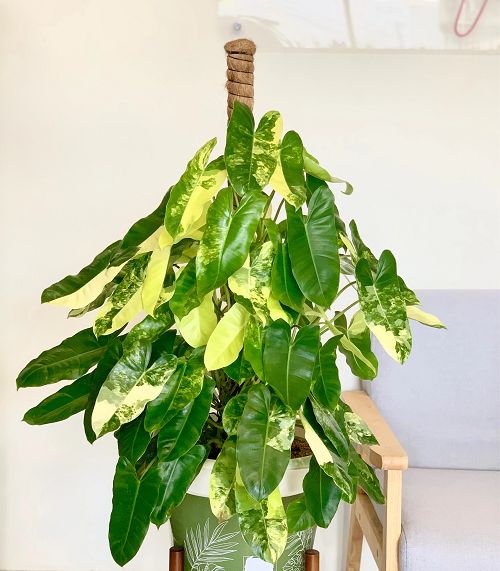 Amazing Colourful Philodendron Varieties