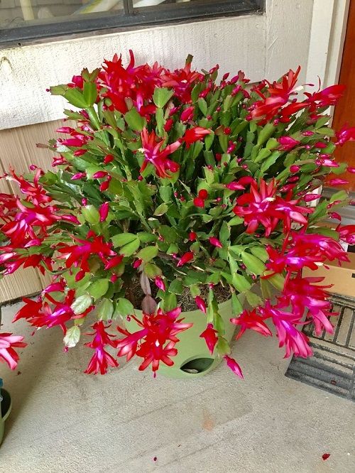 Best Christmas Cactus Colors