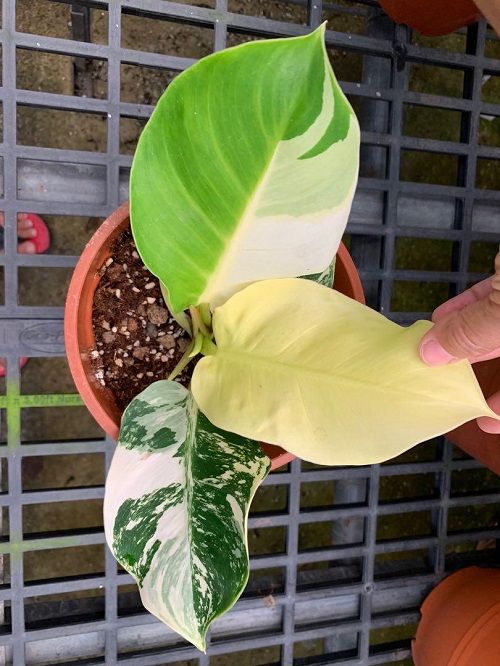 Best Variegated Philodendrons 