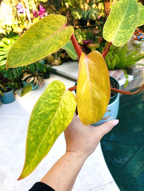 Best Variegated Philodendrons for garden