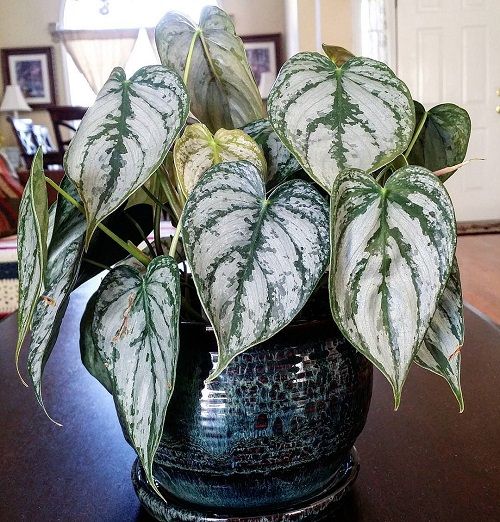 Best Variegated Philodendrons indoor