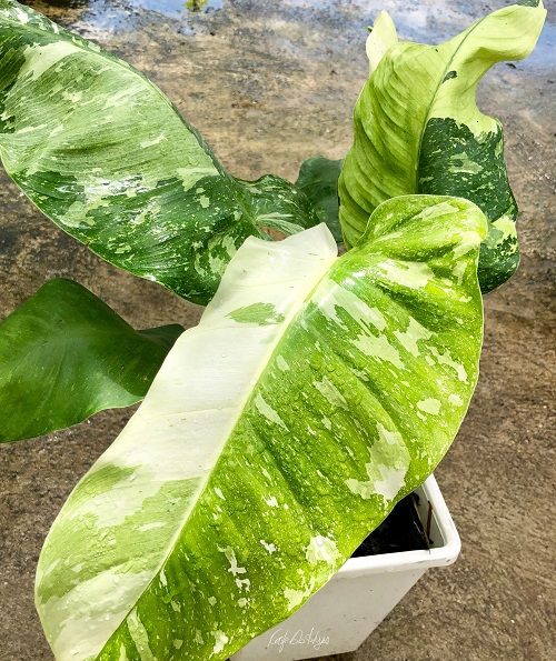 Best Variegated Philodendrons to grow