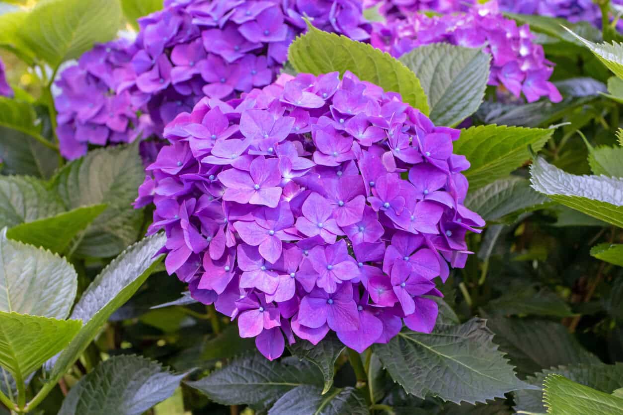 Bigleaf Hydrangea