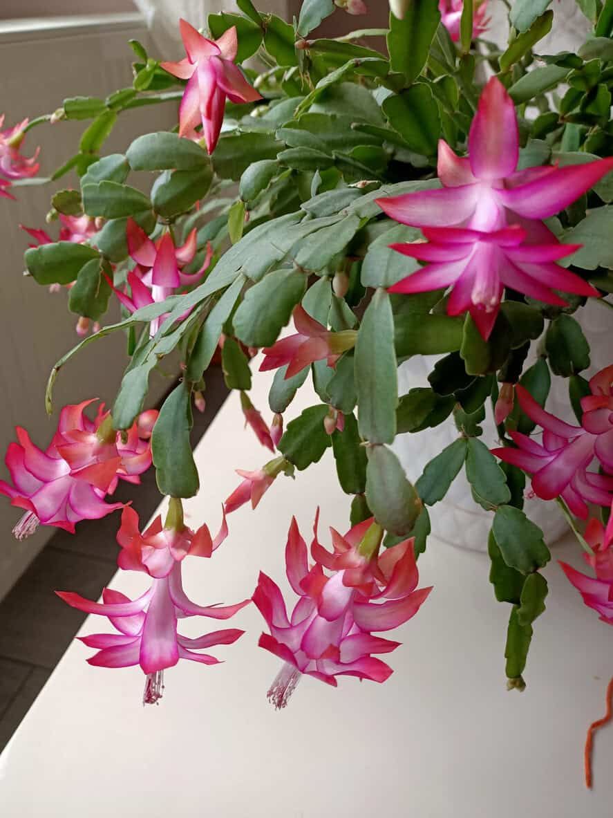Christmas Cactus