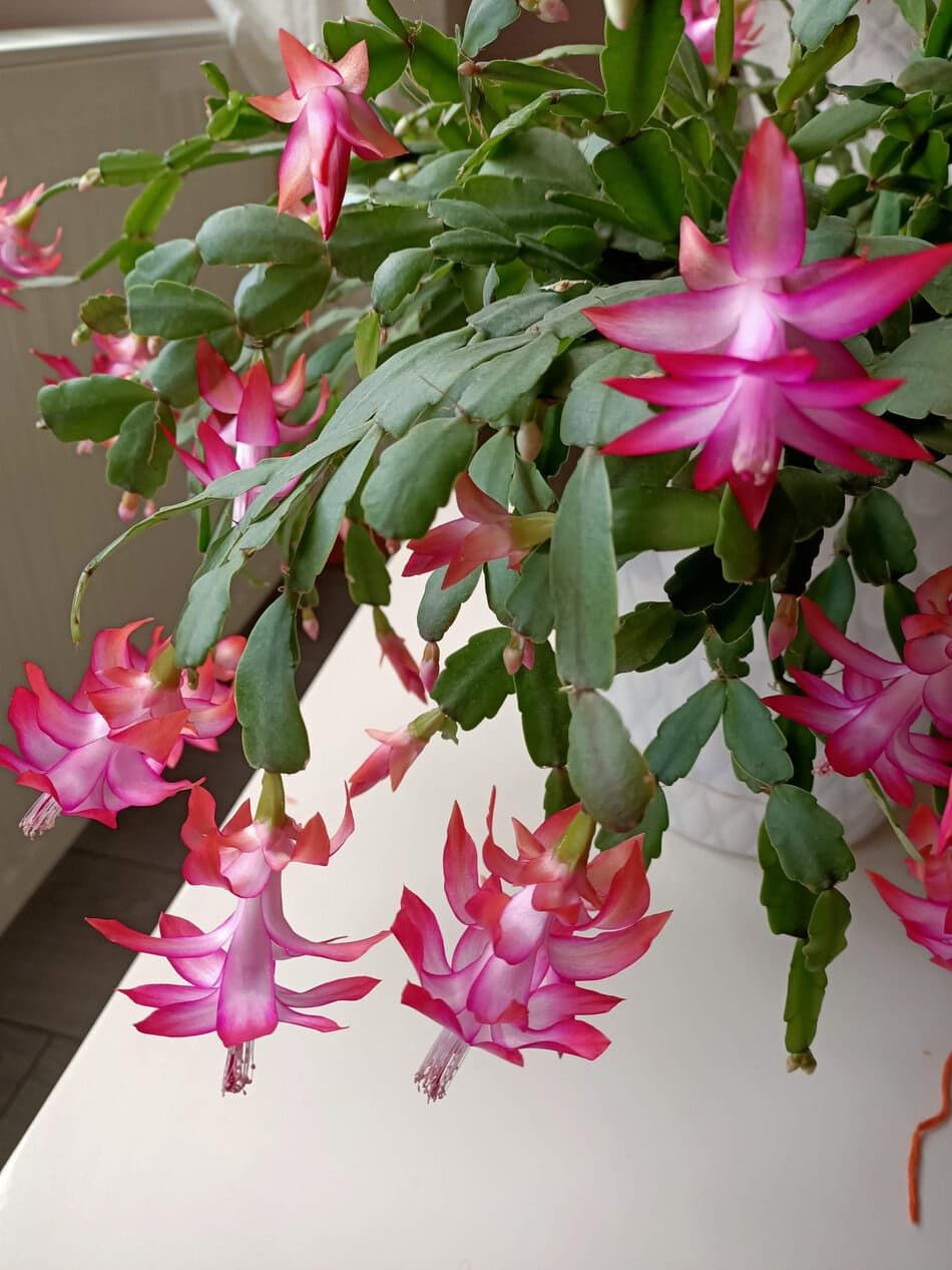 Christmas Cactus