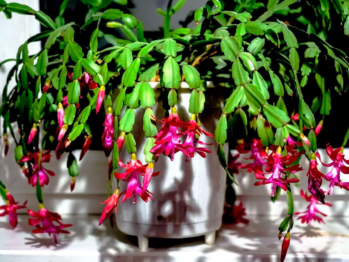 Christmas cactus