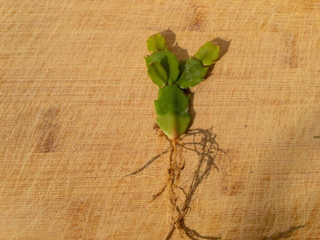 Christmas cactus plant bare roots