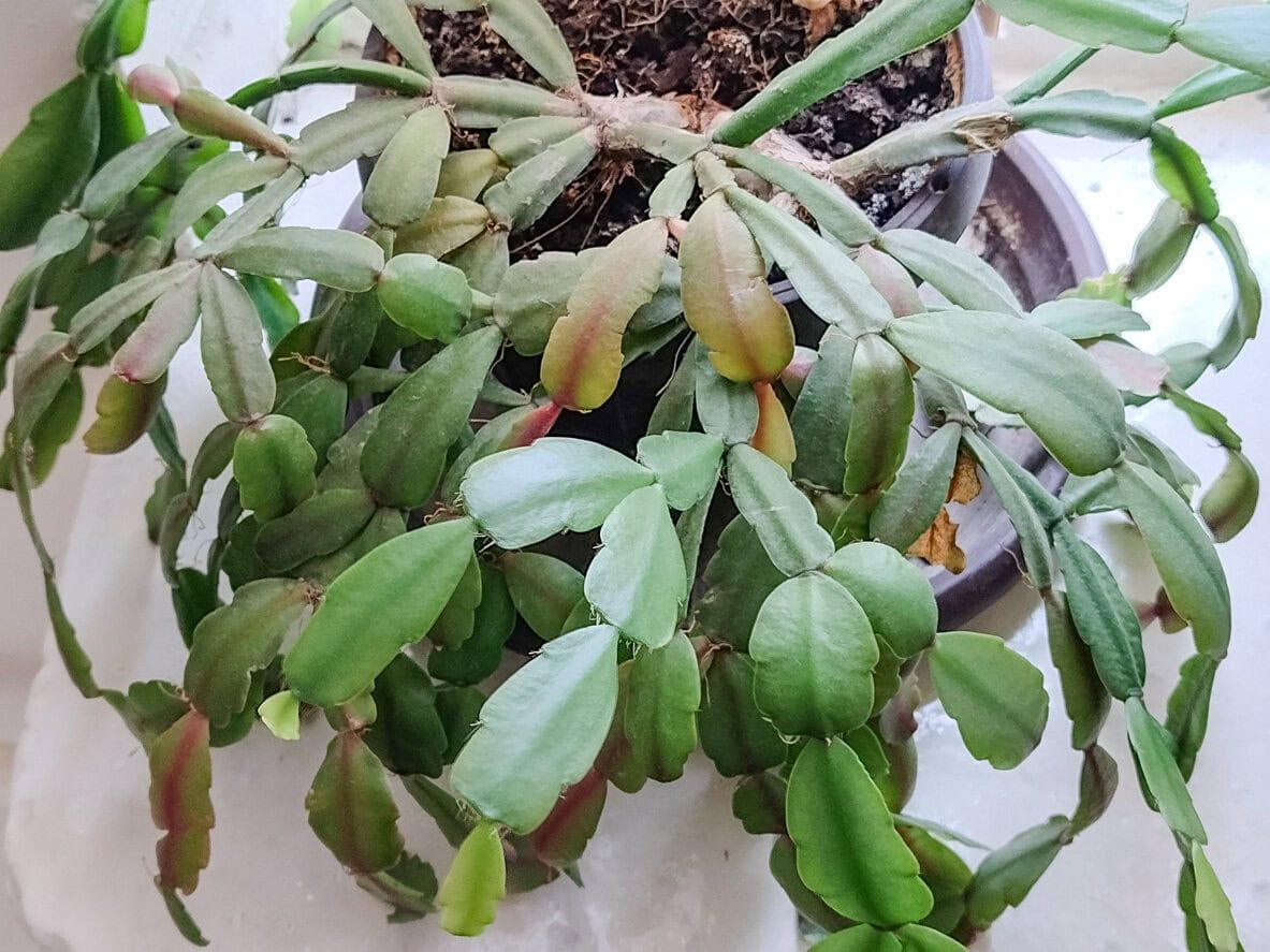 Christmas cactus plant. Schlumbergera gaertneri