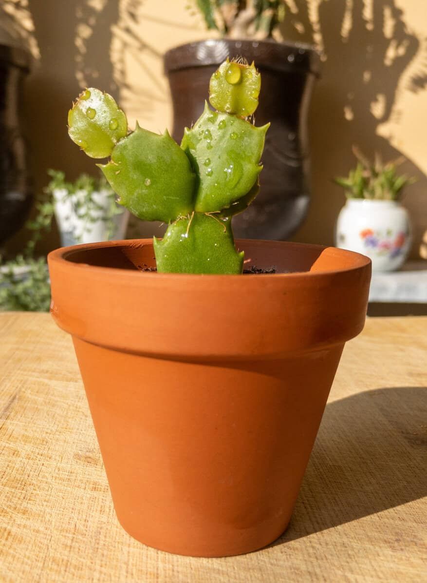 Christmas cactus propagation