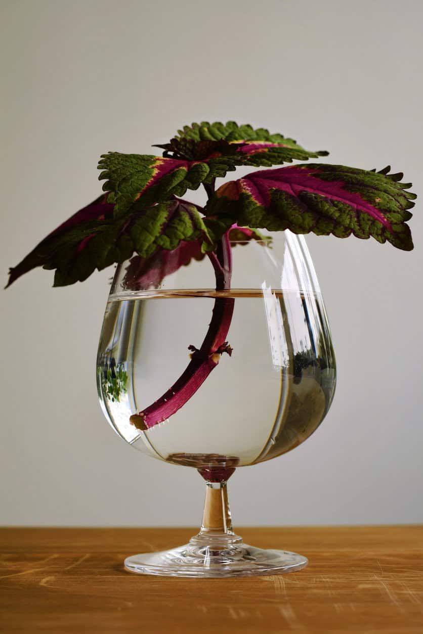 Coleus plant propagation