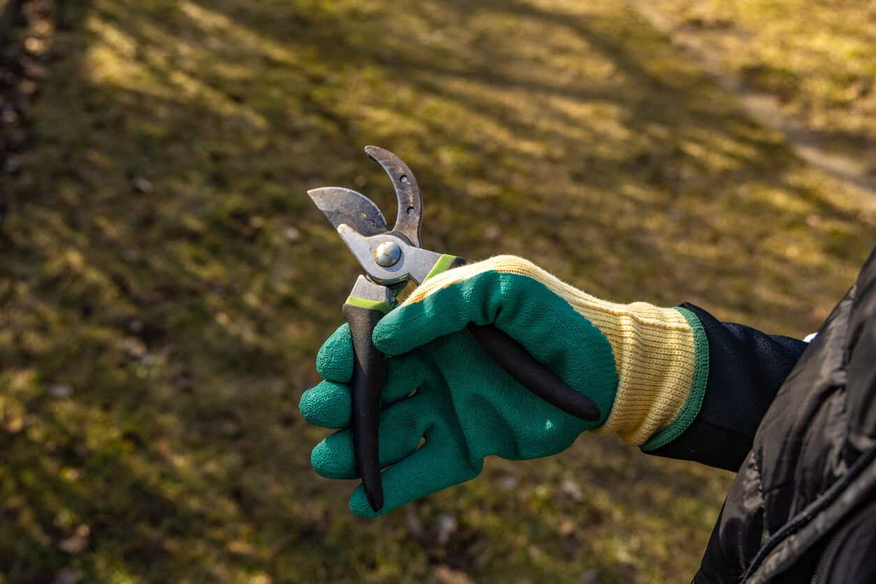 Cutting or Pruning scissors