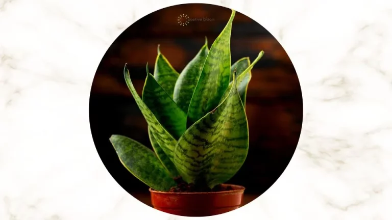 De beste verzorgingstips voor de sansevieria + hoe hun problemen op te lossen