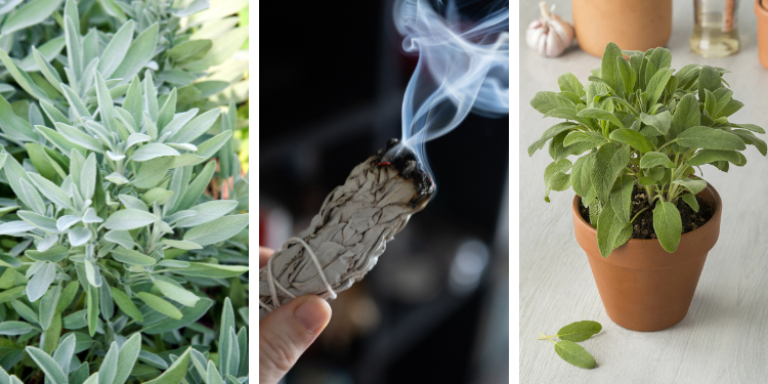 De helende kracht van salie: het kruid dat lichaam en geest reinigt