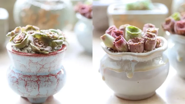 De onweerstaanbare charme van roosvetplanten ontdekken